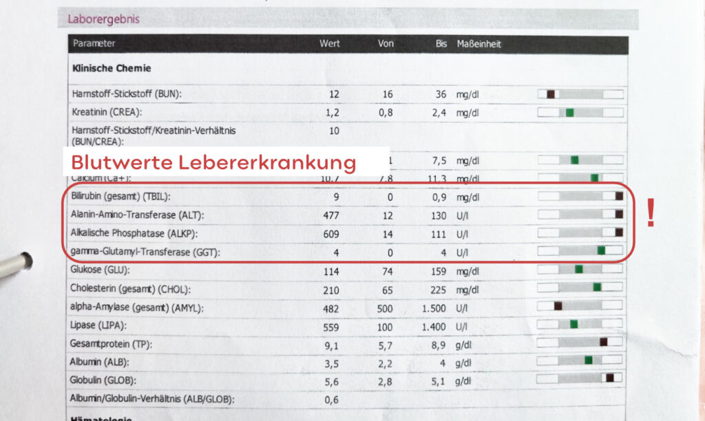 Blutwerte Bild Laborwerte von erhöhten Leberwerten bei Ikterus Lebererkrankung Katze