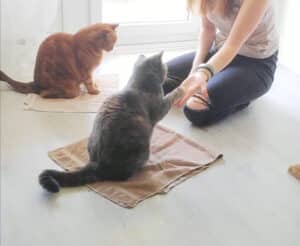 Clickertraining Im Mehrkatzenhaushalt